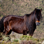 caballo semental asturcón yeguada Asturias pony