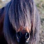 caballo semental asturcón yeguada Asturias pony