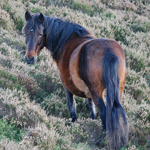 caballo yegua asturcón yeguada Asturias pony