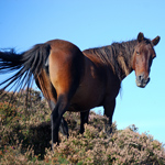 caballo yegua asturcón yeguada Asturias pony