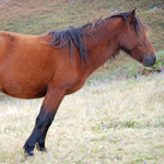 caballo potro asturcón yeguada Asturias pony