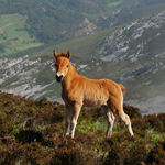 caballo potro asturcón yeguada Asturias pony