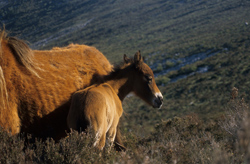 caballo asturcón yeguada