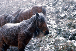 asturcón nieve Buseco caballo